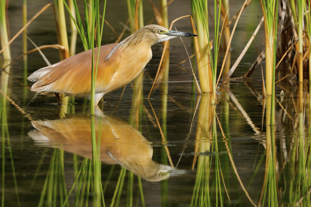 Sgarza ciuffetto    (   Ardeola ralloides   )